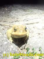 /home//u458753944/public_html/sourcegallery//Roxborough Toad Detour/2023/2023-04-06/P4060680.JPG